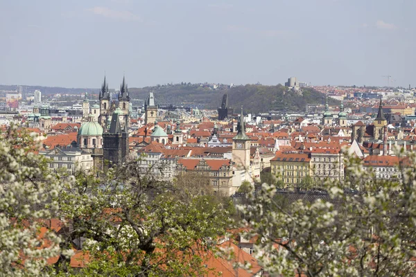 Jaro Praha Město Zelenou Přírodou Kvetoucími Stromy Česká Republika — Stock fotografie