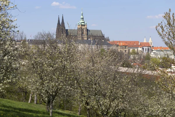 Весенний Город Готическим Замком Зеленой Природой Цветущими Деревьями Чехия — стоковое фото