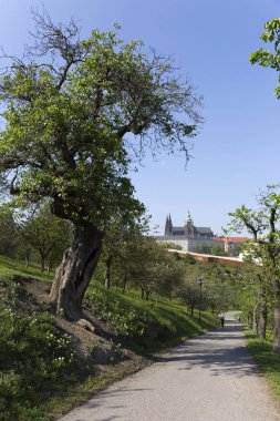 Prag İlkbaharında Gotik Kalesi, Yeşil Doğa ve Çiçekli Ağaçlar Çek Cumhuriyeti, Petrin Tepesi 'nden