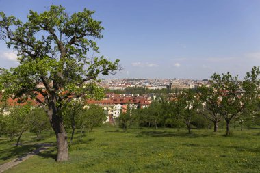 Çek Cumhuriyeti 'nin Petrin Tepesi' nden yeşil doğa ve çiçek açan ağaçlarla İlkbahar Prag Şehri