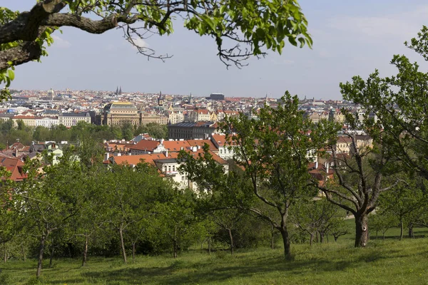 Spring Prague City Com Natureza Verde Árvores Floridas Colina Petrin — Fotografia de Stock