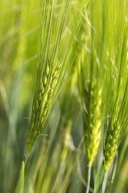 Yeşil Arpa Çivisi 'nin ayrıntıları