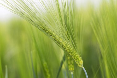 Yeşil Arpa Çivisi 'nin ayrıntıları