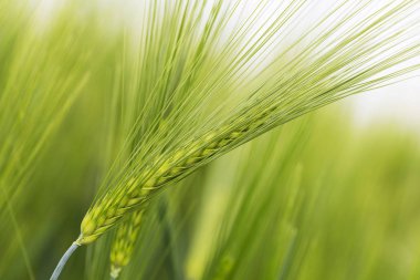 Yeşil Arpa Çivisi 'nin ayrıntıları