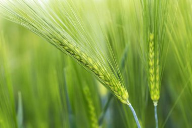 Yeşil Arpa Çivisi 'nin ayrıntıları