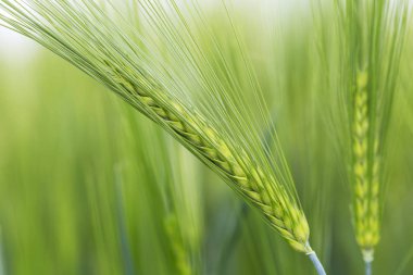 Yeşil Arpa Çivisi 'nin ayrıntıları