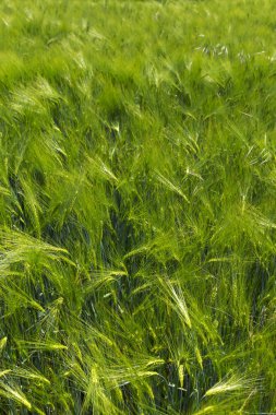 Yeşil Arpa ile Bahar Tarlası 