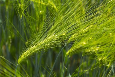 Yeşil Arpa Çivisi 'nin ayrıntıları