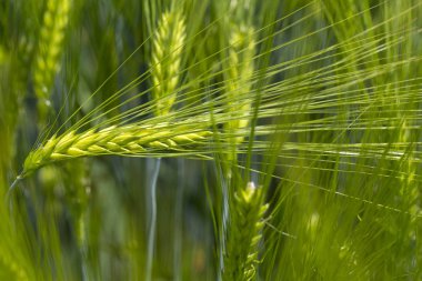 Yeşil Arpa Çivisi 'nin ayrıntıları