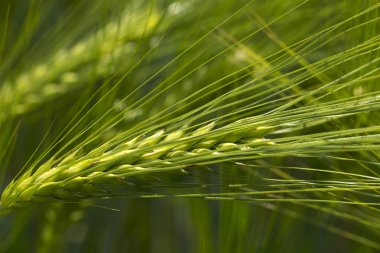 Yeşil Arpa Çivisi 'nin ayrıntıları
