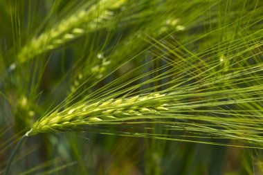 Yeşil Arpa Çivisi 'nin ayrıntıları
