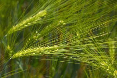 Yeşil Arpa Çivisi 'nin ayrıntıları