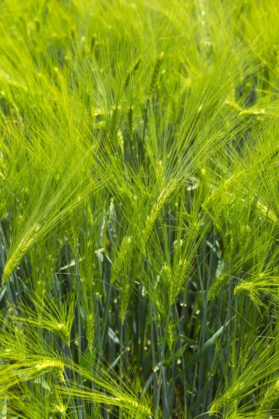 Lente Veld Met Groene Gerst — Stockfoto