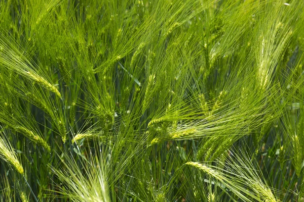 Весеннее Поле Зеленым Ячменем — стоковое фото