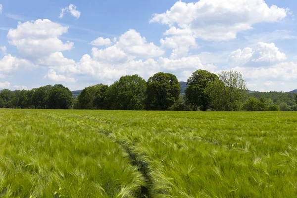 Spring Field Green Barley — Stock Photo, Image