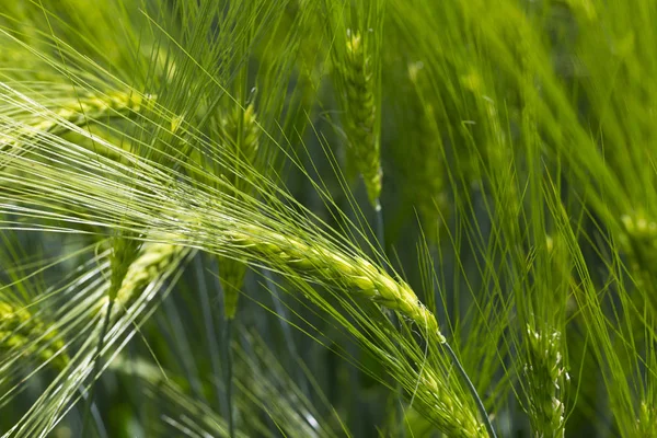 Detail Green Barley Spike — Stock Photo, Image