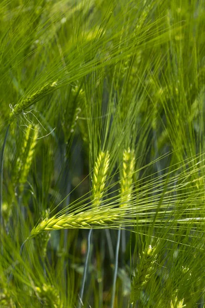 Detail Des Grünen Gerstenstachels — Stockfoto