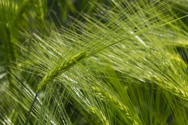 Detail Des Grünen Gerstenstachels — Stockfoto