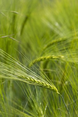 Yeşil Arpa Çivisi 'nin ayrıntıları