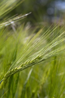 Yeşil Arpa Çivisi 'nin ayrıntıları