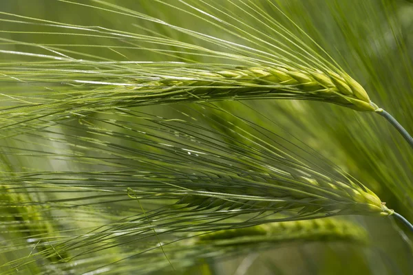 Detail Green Barley Spike — Stock Photo, Image
