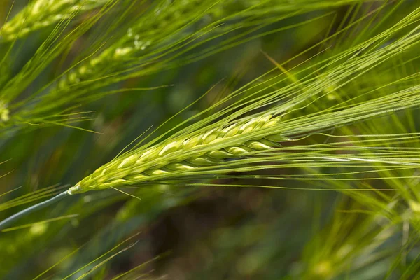 Detail Green Barley Spike — Stock Photo, Image