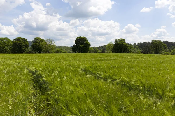 Champ Printemps Avec Orge Verte — Photo