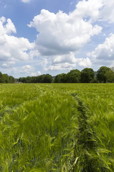 Spring Field Green Barley — Stock Photo, Image