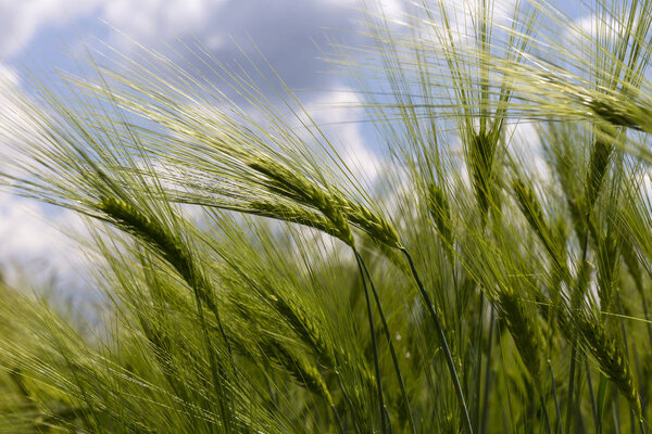 Зеленый ячменный шпик