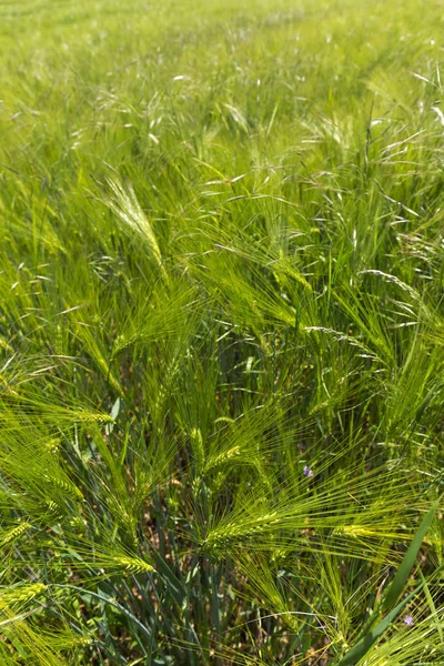 Detail Van Groene Gerstepiek — Stockfoto