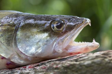 Ayrıntılı olarak Zander, Tatlı su Derin Balık, Sander lucioperca
