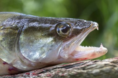 Ayrıntılı olarak Zander, Tatlı su Derin Balık, Sander lucioperca