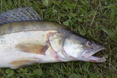 Ayrıntılı olarak Zander, Tatlı su Derin Balık, Sander lucioperca