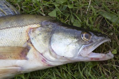 Ayrıntılı olarak Zander, Tatlı su Derin Balık, Sander lucioperca