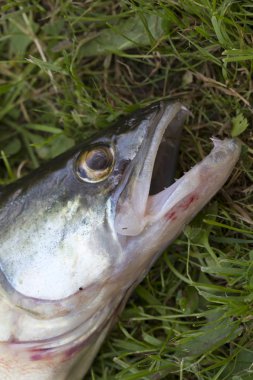 Ayrıntılı olarak Zander, Tatlı su Derin Balık, Sander lucioperca