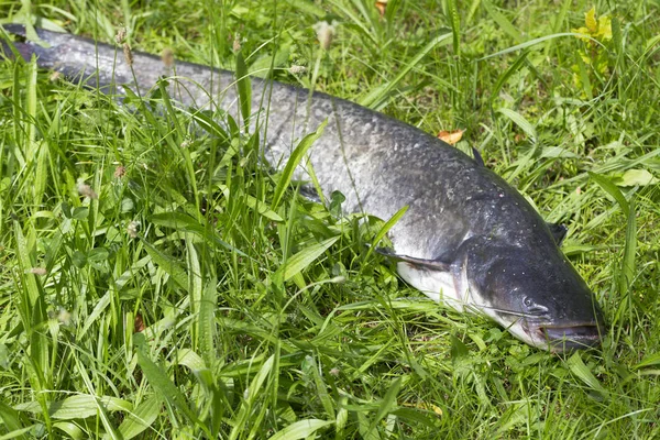 Wels Catfish Silurus Glanis Detalhe — Fotografia de Stock