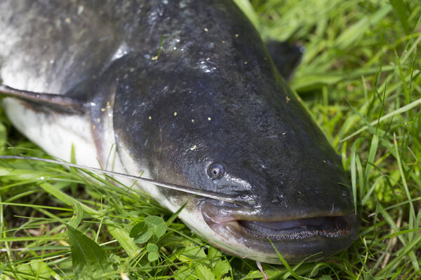 Wels Catfish Silurus glanis в деталях
