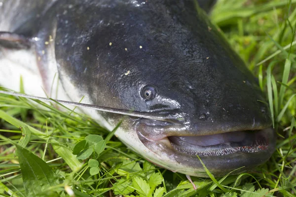 Wels Catfish Silurus Glanis Деталях — стоковое фото