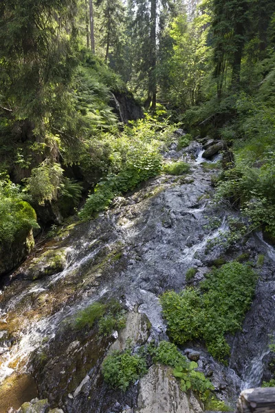 Little River White Opava Moravia Montaña Jesenik Naturaleza Salvaje Muy —  Fotos de Stock