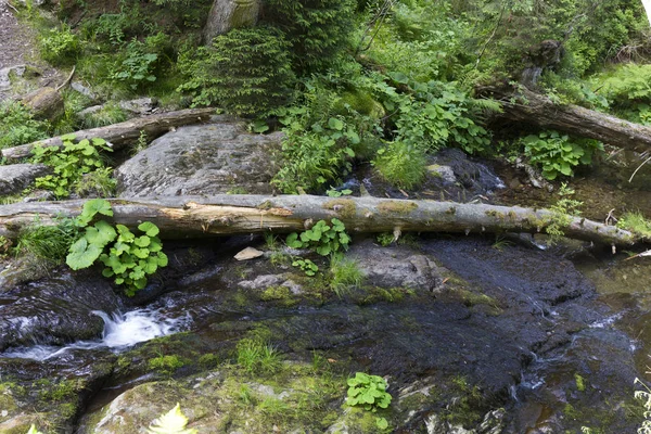 Біава Біла Річка Моравії Гора Jesenik Дуже Зелена Чиста Дика — стокове фото