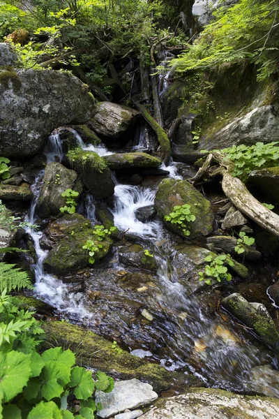 Little River White Opava Morávia Montanha Jesenik Natureza Selvagem Muito — Fotografia de Stock