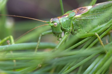 Yeşil Doğada Çekirge, Makro Görünüm