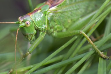 Yeşil Doğada Çekirge, Makro Görünüm