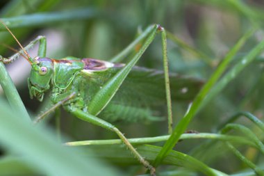 Yeşil Doğada Çekirge, Makro Görünüm