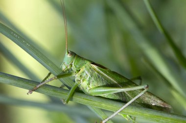Yeşil Doğada Çekirge, Makro Görünüm