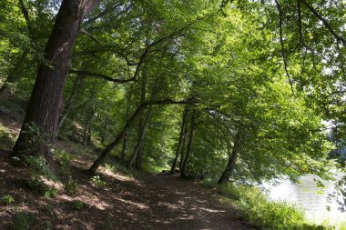 Orta Çek'te Sazava Nehri hakkında eski büyük Ağaçlar ile Romantik yalnızlık Yolu