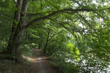Orta Çek'te Sazava Nehri hakkında eski büyük Ağaçlar ile Romantik yalnızlık Yolu