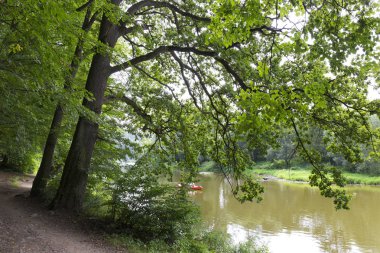 Orta Çek'te Sazava Nehri hakkında eski büyük Ağaçlar ile Romantik yalnızlık Yolu