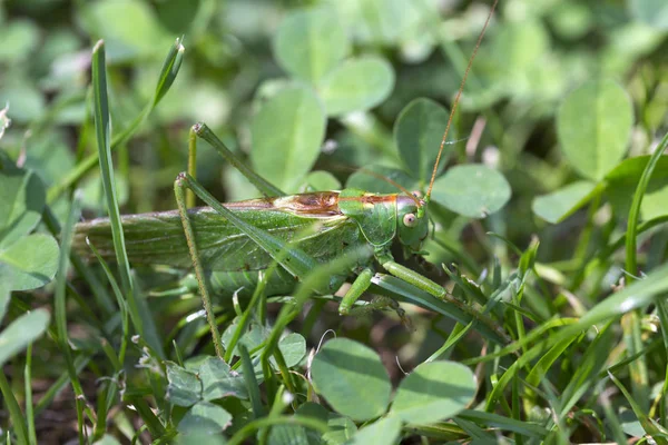Ακρίδα Στην Πράσινη Φύση Προβολή Μακροεντολών — Φωτογραφία Αρχείου