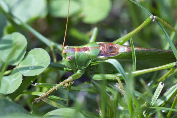 Grasshopper Green Nature Macro View — стоковое фото